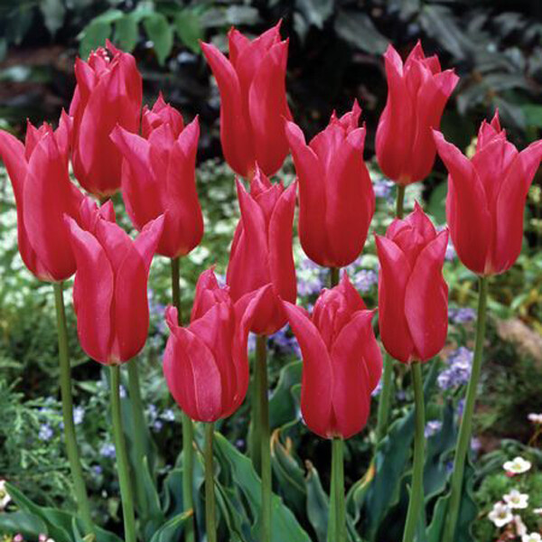 Тюльпан Лилиецветный Mariette h55, розовый, май, 12/+, 10, 80