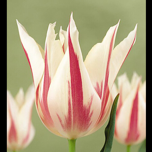 Тюльпан Лилиецветный Marilyn h55, белый с розовым, май, 12/+, 10, 80