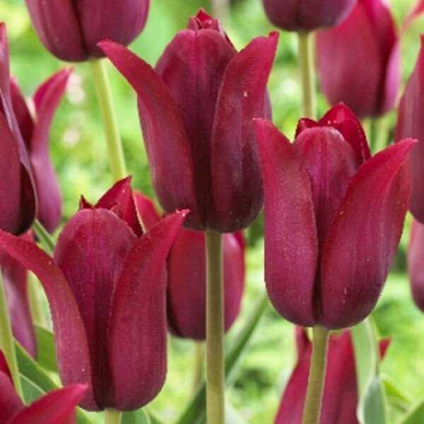 Тюльпан Лилиецветный Merlot h50, бордовый, май, 12/+, 10, 80