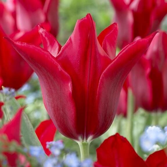 Тюльпан Лилиецветный Pieter de Leur h40, красный, май, 12/+, 10, 80