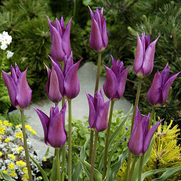 Тюльпан Лилиецветный Purple Dream h50, фиолетовый, май, 12/+, 10, 80