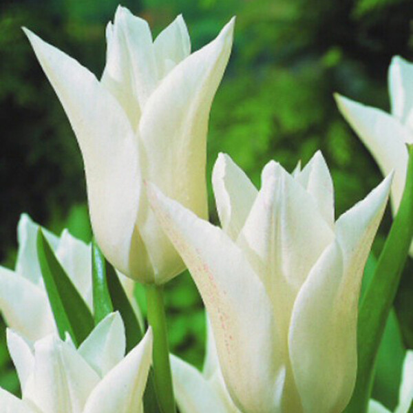 Тюльпан Лилиецветный White Triumphator h60, белый, май, 12/+, 10, 80