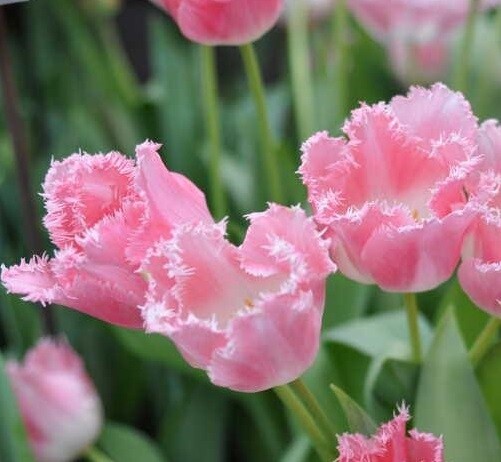 Тюльпан Бахромчатый Fancy Frills h45, розовый, май, 12/+, 10, 80