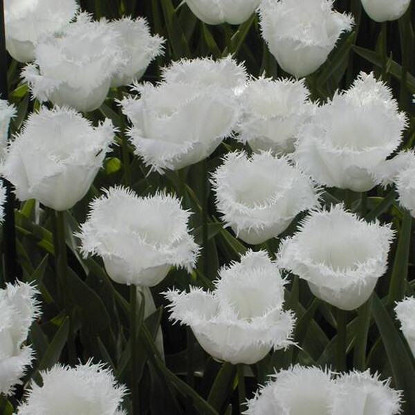 Тюльпан Бахромчатый Honeymoon h50, белый, май, 12/+, 10, 80