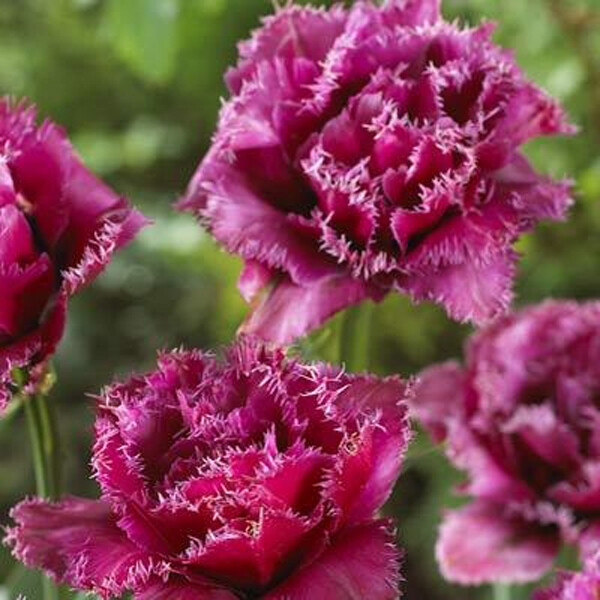 Тюльпан Бахромчатый Mascotte h50, пурпурный, май, 12/+, 10, 60