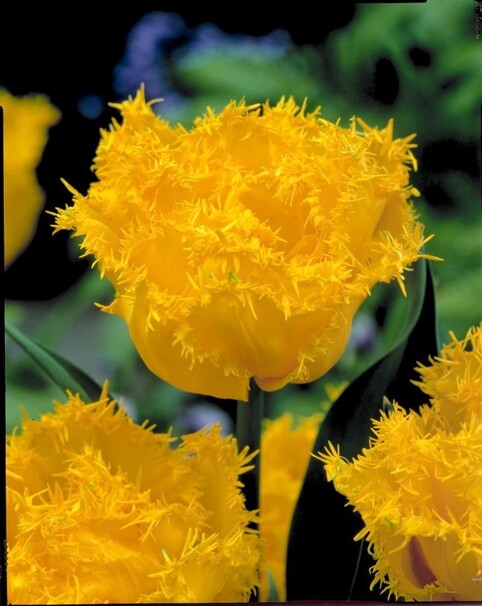 Тюльпан Бахромчатый Mon Amour h45, желтый, май, 12/+, 10, 60