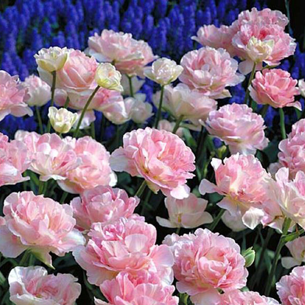 Тюльпан Махровый поздний Angelique h45, бледно-розовый, май, 12/+, 10, 60