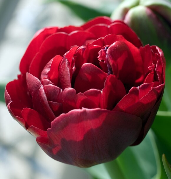 Тюльпан Махровый поздний Antraciet h50, пурпурный, май, 12/+, 10, 60