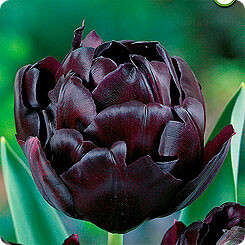 Тюльпан Махровый поздний Black Hero h60, почти черный, май, 12/+, 10, 60