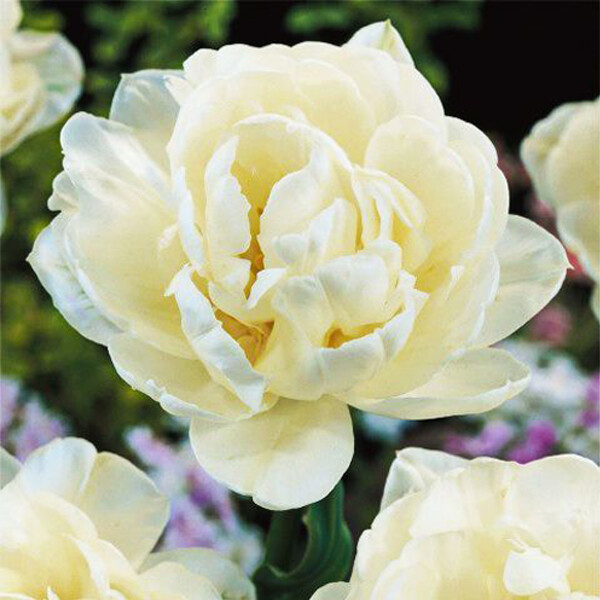 Тюльпан Махровый поздний Mount Tacoma h45, белый с зеленым, май, 12/+, 10, 60