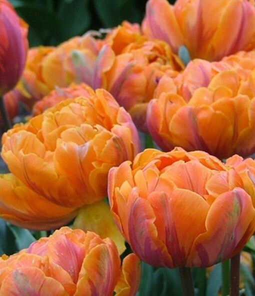 Тюльпан Махровый поздний Orange Princess h30, оранжевый, май, 12/+, 10, 60