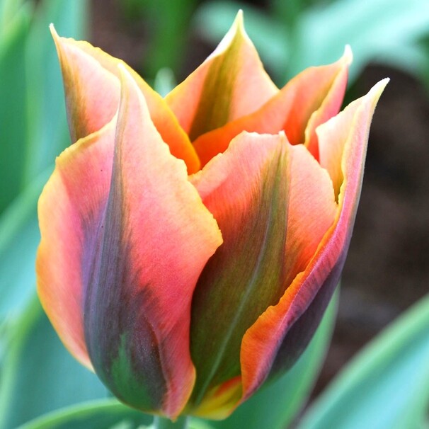 Тюльпан Зеленоцветный Artist h30, желто-оранжевый с зеленым, май, 12/+, 10, 80