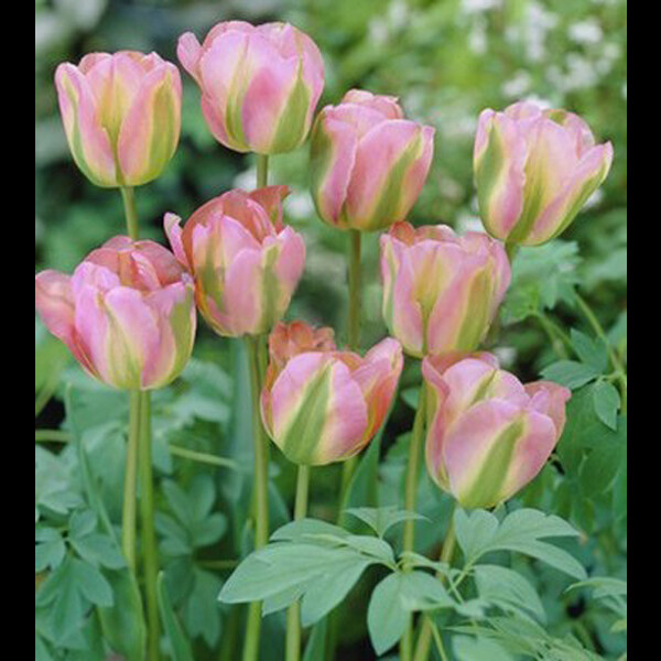 Тюльпан Зеленоцветный Groenland h55, розовый с зеленым, май, 12/+, 10, 80