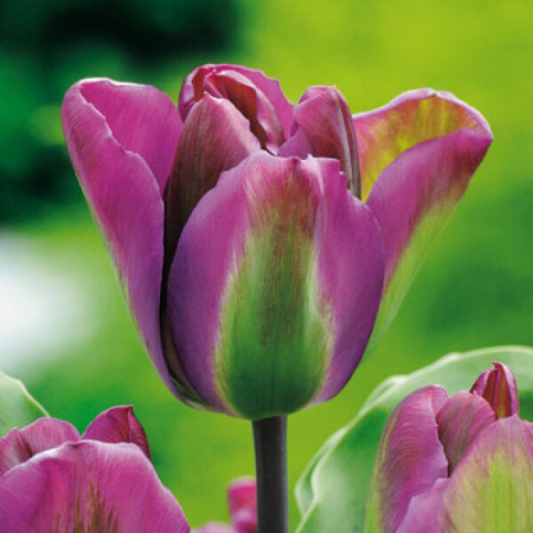 Тюльпан Зеленоцветный Nightrider h50, пурпурный с зеленым, май, 12/+, 10, 80