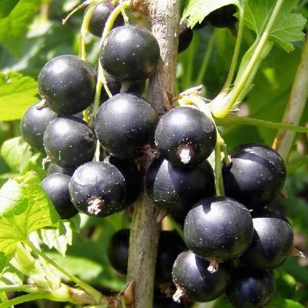 Смородина черная Литвиновская (Оливас)
