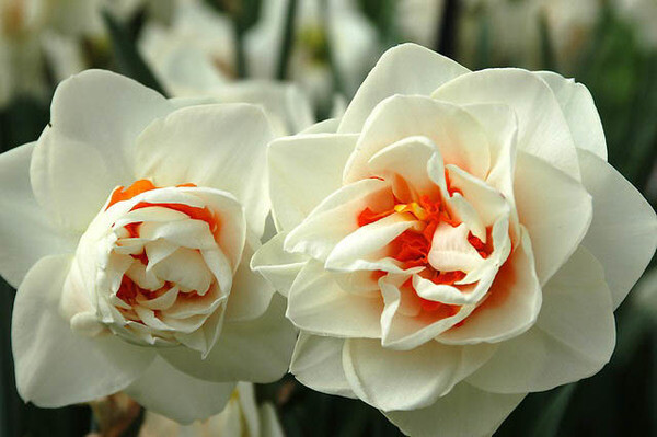 Нарцисс Махровый Flower Drift h40, белый с оранжевым центром, апрель, 14/16, 15, 100