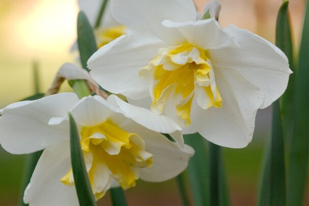 Нарцисс Разрезнокорончатый Lemon Beauty h40, белый с желтой коронкой, апрель, 12/14, 15, 100