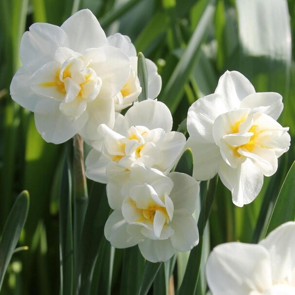 Нарцисс Многоцветковый Cheerfulness h45, белый с желтой коронкой, май, 14/16, 15, 100