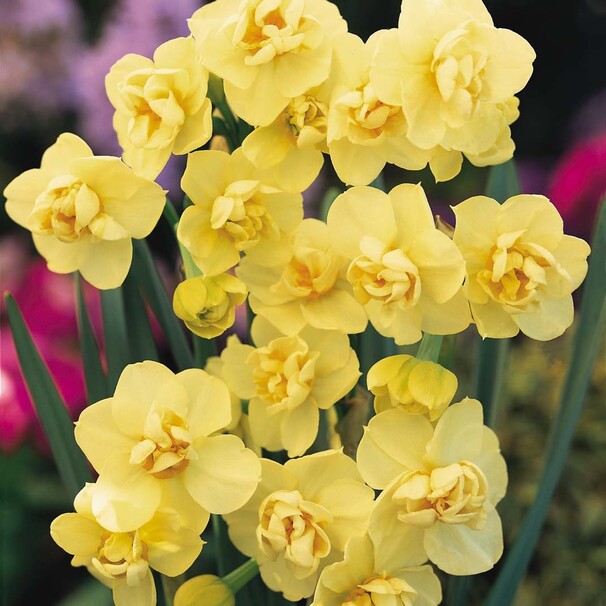 Нарцисс Многоцветковый Yellow Cheerfulness h45, желтый, май, 14/16, 15, 100