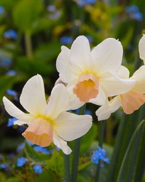 Нарцисс Ботанический Bell Song h30, белый с бледно-розовой коронкой, апрель, 12/14, 10, 100