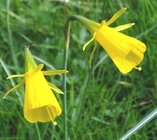 Нарцисс Ботанический Bulbocodium Conspicuus h20, желтый, март, 6/8, 10, 100