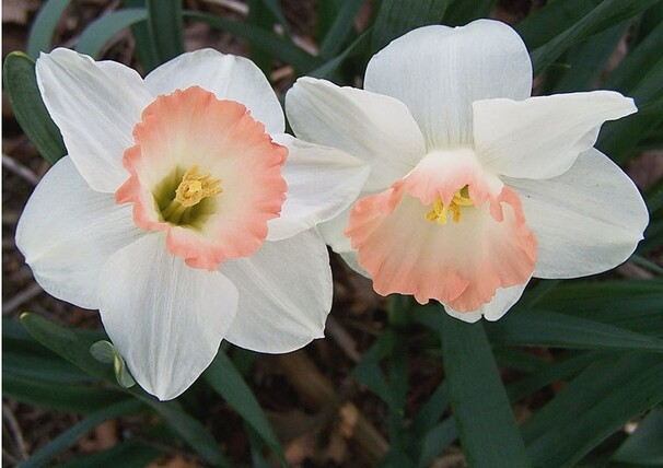 Нарцисс Ботанический Charming Lady h35, белый с абрикосовой коронкой, апрель, 12/14, 10, 100