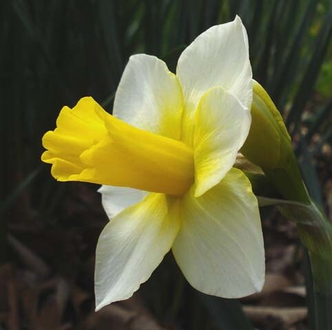 Нарцисс Ботанический Golden Echo h35, белый с желтой коронкой, март, 12/14, 10, 100