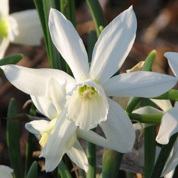 Нарцисс Ботанический Triandrus Thalia h30, белый, апрель, 12/14, 10, 100