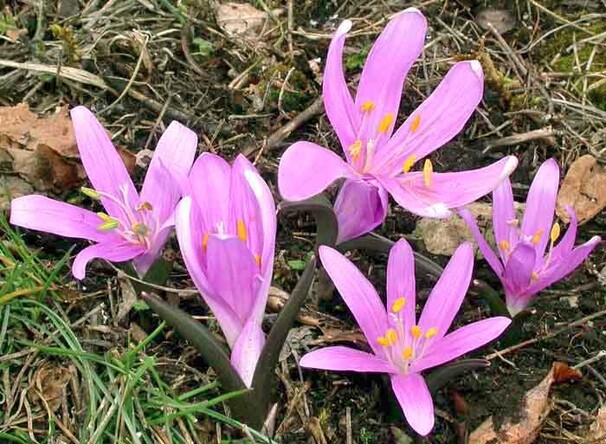 Брандушка Vernum h10, розово-фиолетовый, апрель, 6/+, 10, 100