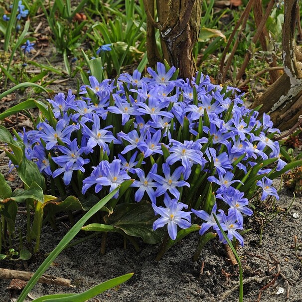 Хионодокса luciliae h10, сине-голубой, апрель, 5/+, 10, 200