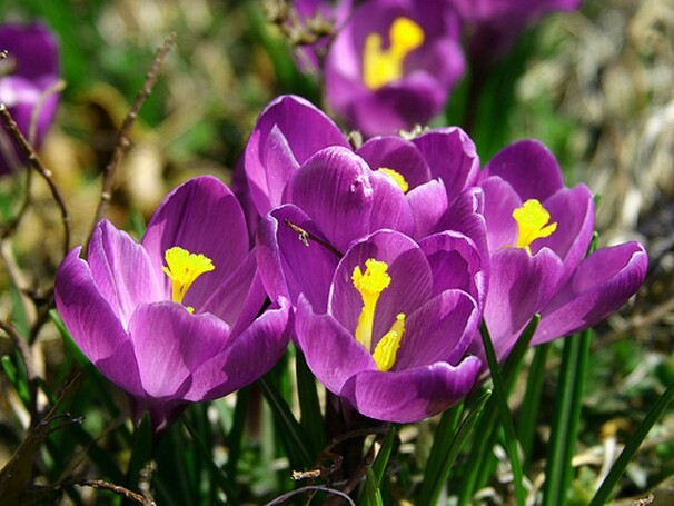 Крокус Flower Record h15, темно-фиолетовый, апрель, 9/10, 10, 150