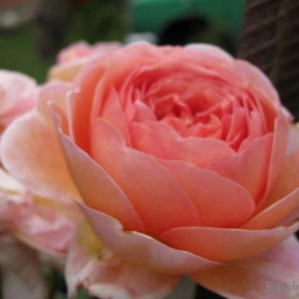 Роза Abraham Darby, розово-абрикосовый, шраб, Austin