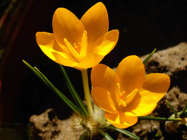 Крокус Ботанический ancyrensis h15, желто-оранжевый, март, 5/+, 10, 200