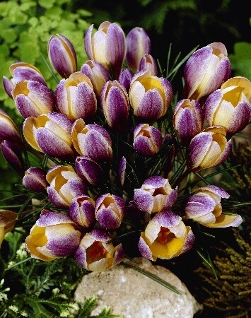 Крокус Ботанический chr. Advance h10, желто-фиолетовый, март, 5/+, 10, 200