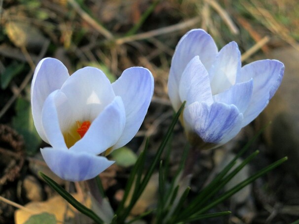 Крокус Ботанический chr. Blue Pearl h10, голубой, март, 5/+, 10, 200