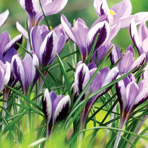 Крокус Ботанический sieberi Spring Beauty h7, голубой с пурпурной полосой, март, 5/+, 10, 200