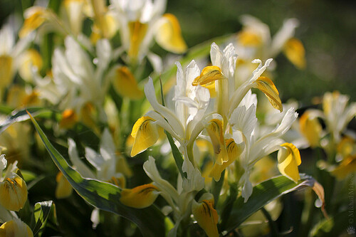 Ирис Ботанический bucharica h40, желто-белый, апрель, I, 10, 100