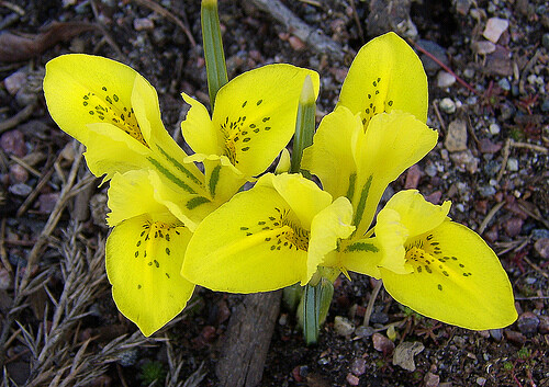 Ирис Ботанический danfordiae h10, желтый, март, 6/+, 10, 150