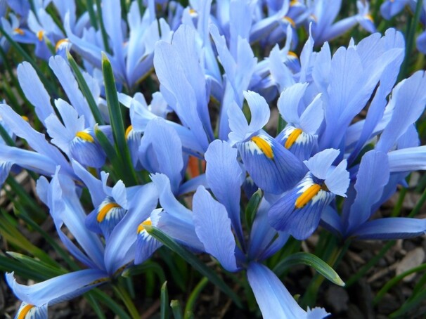 Ирис Ботанический ret. Cantab h15, темно-голубой с желтым, март, 5/+, 10, 150