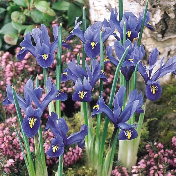 Ирис Ботанический ret. Harmony h15, голубой, март, 6/+, 10, 150