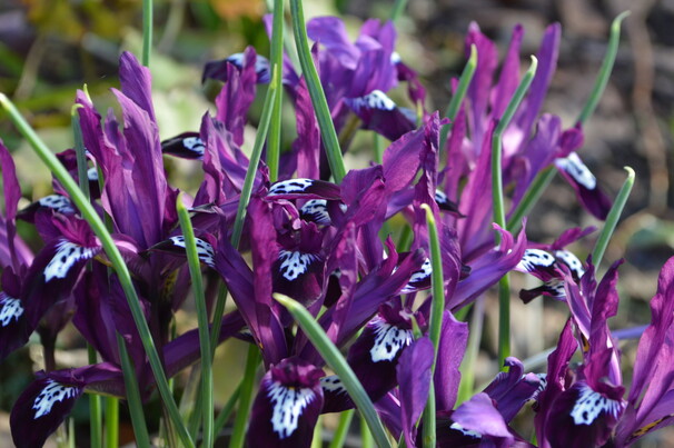 Ирис Ботанический ret. Pauline h15, фиолетовый, март, 6/+, 10, 150