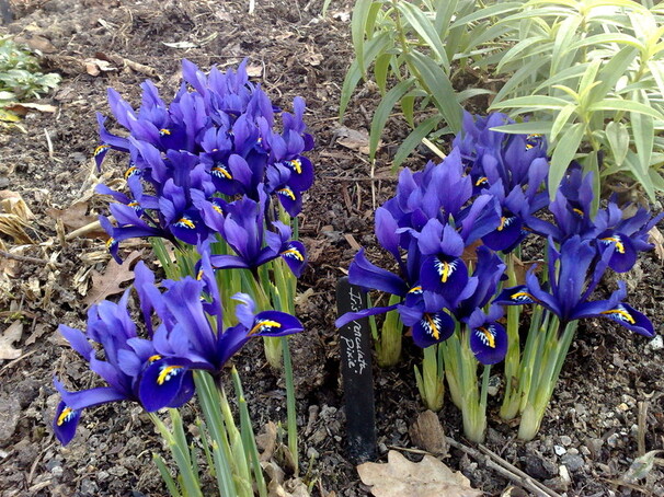 Ирис Ботанический ret. Pixie h15, сине-фиолетовый, март, 6/+, 10, 150