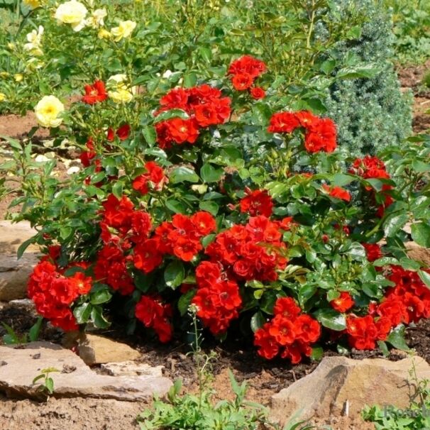 Роза Alpengluhen, красный, почвопокровная, Tantau