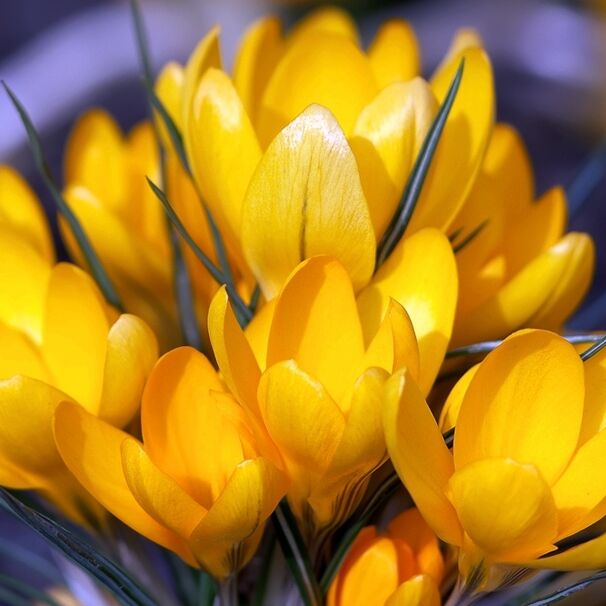 Крокус Ботанический chr. Goldilocks h10, ярко-желтый, март, 5/+, 10, 200