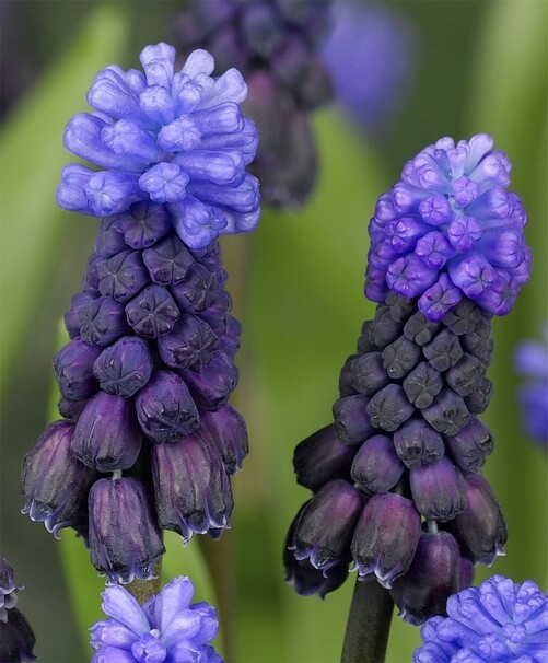 Мускари latifolium h20, темно-синий с голубой шапочкой, апрель, 6/+, 5, 150