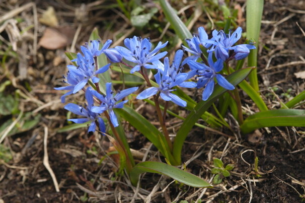 Сцилла (пролеска) bifolia h10, голубой, март, 5/+, 10, 150