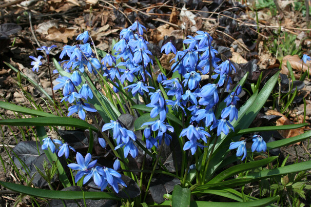 Сцилла (пролеска) siberica h10, синий, апрель, 8/+, 10, 150