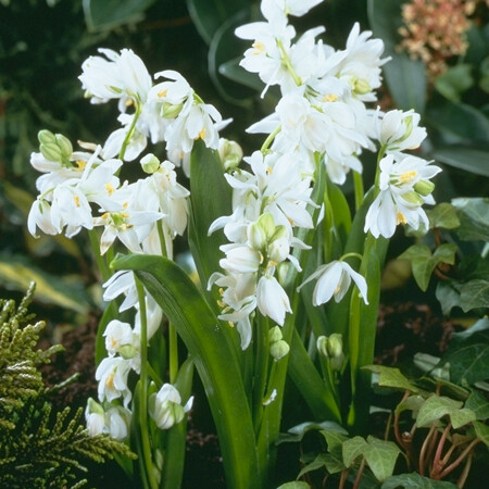 Сцилла siberica alba h15, белый, апрель, 7/8, 10, 150