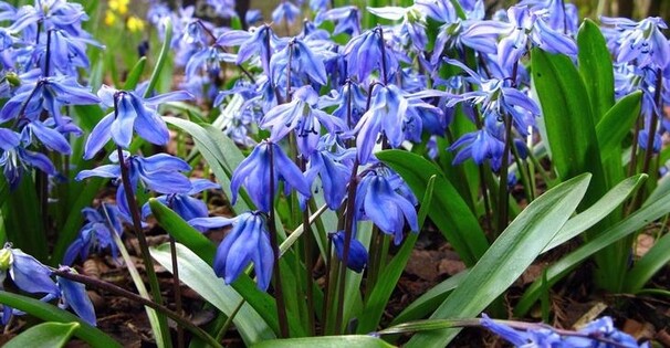 Сцилла (пролеска) siberica Spring Beauty h15, темно-голубой с синей полосой, апрель, 8/9, 10, 150