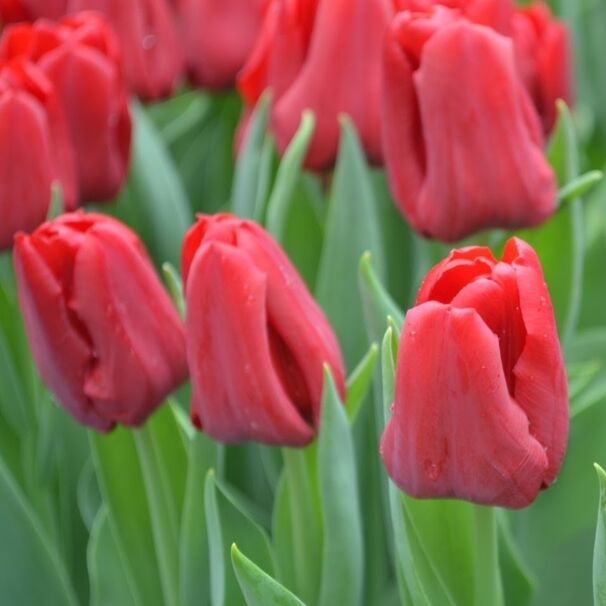 Тюльпан Триумф Seadov h55, красный, апрель, 12+, 10, 80